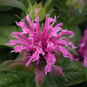 3.25 in. Monarda, Bee-Mine Pink Monarda - 4 Piece