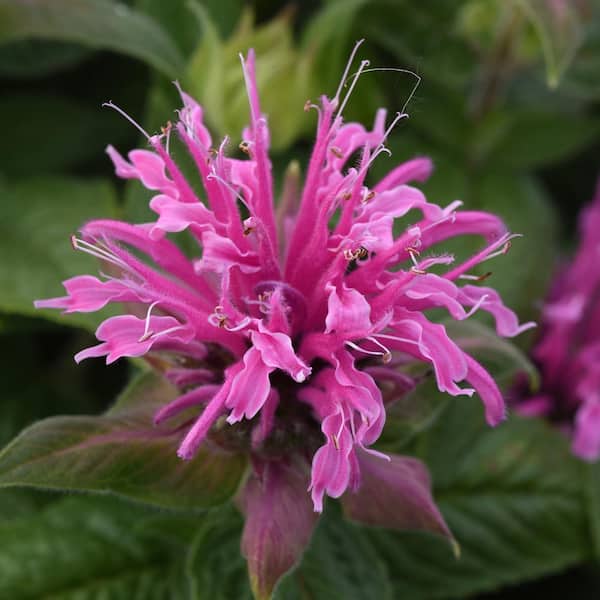 national PLANT NETWORK 3.25 in. Monarda, Bee-Mine Pink Monarda - 4 Piece