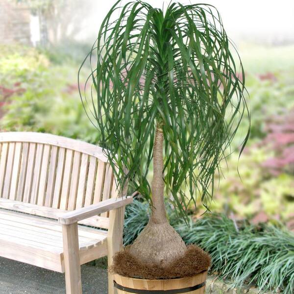 Ponytail Palm Ponytail Palm