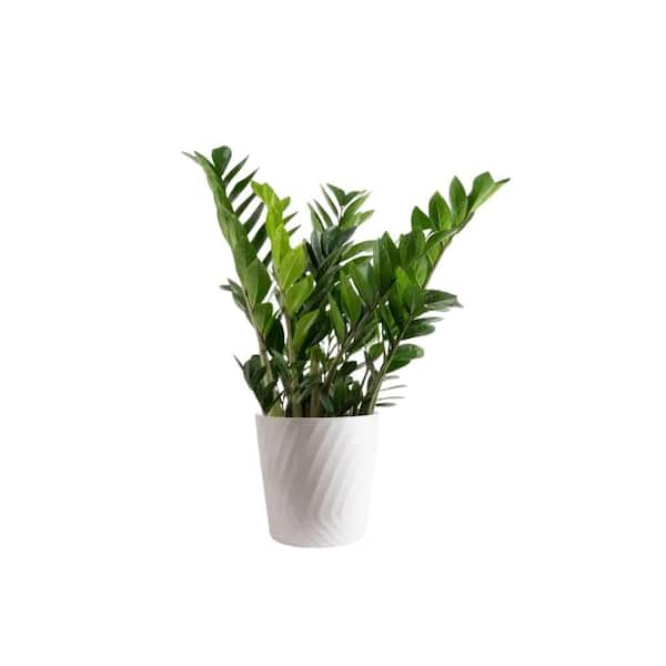Vigoro Zamioculas Zamiifolia Indoor ZZ Plant in 10 in. White Decor
