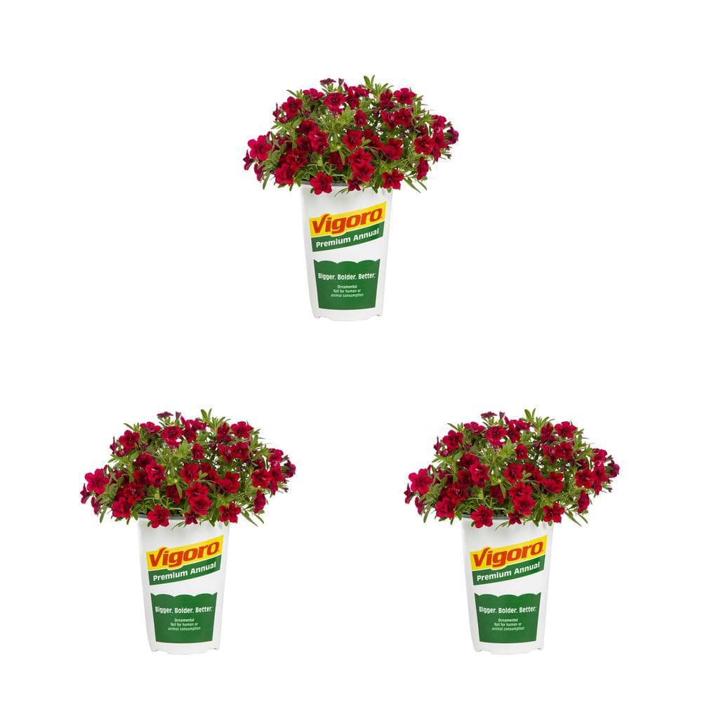 Vigoro 2 qt. Calibrachoa Million Bells MiniFamous Uno Double Red Annual ...