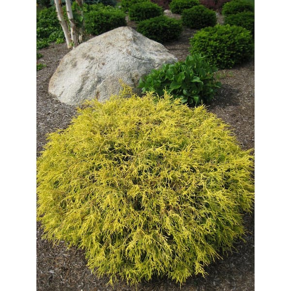Online Orchards 1 Gal. Kings Gold Threadbranch Cypress Shrub Brings Rich, Permanent Color to any Landscape