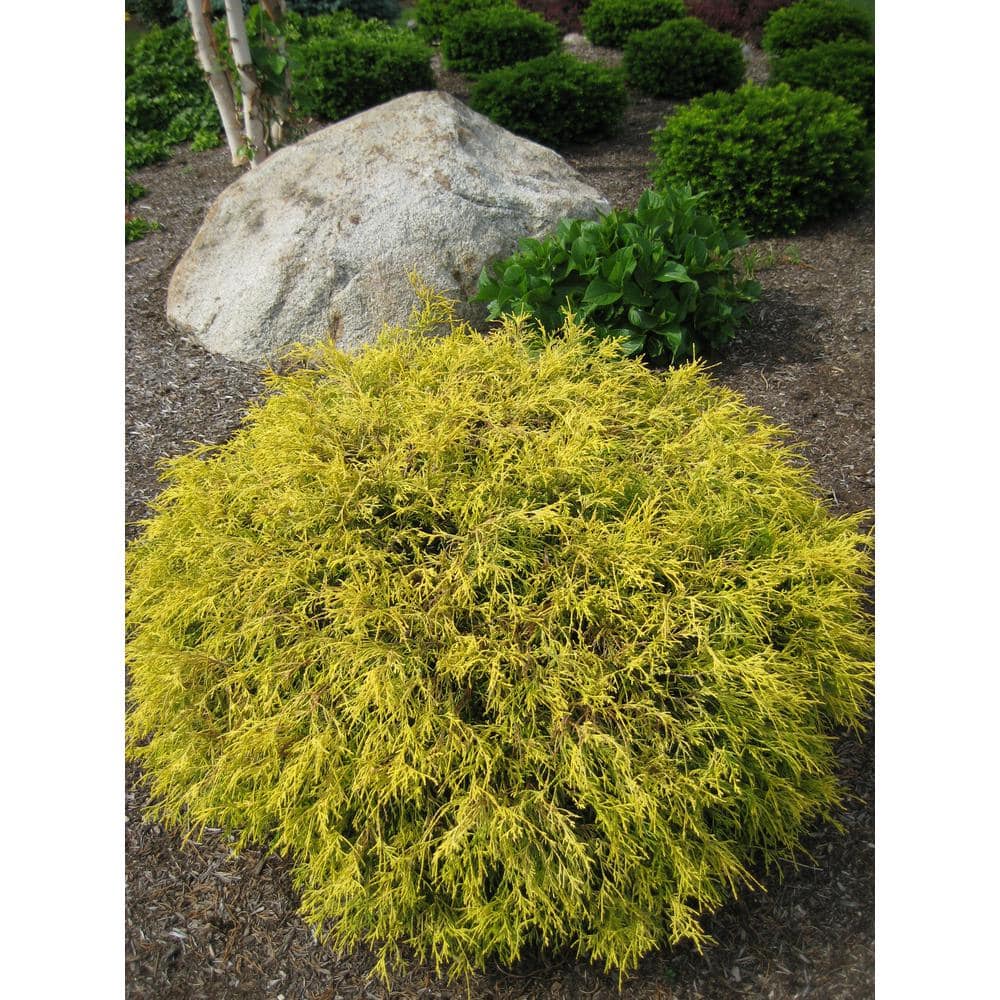 ciii　Kiso ゴールドクラウン Online Orchards 1 Gal. Kings Gold Threadbranch Cypress Shrub