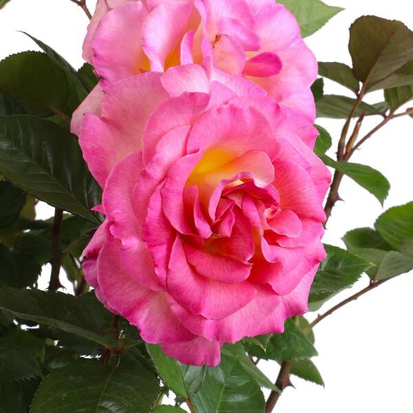 ALTMAN PLANTS My Bouquet 8 qt. Rose Pink and Gold Blossom (Julie