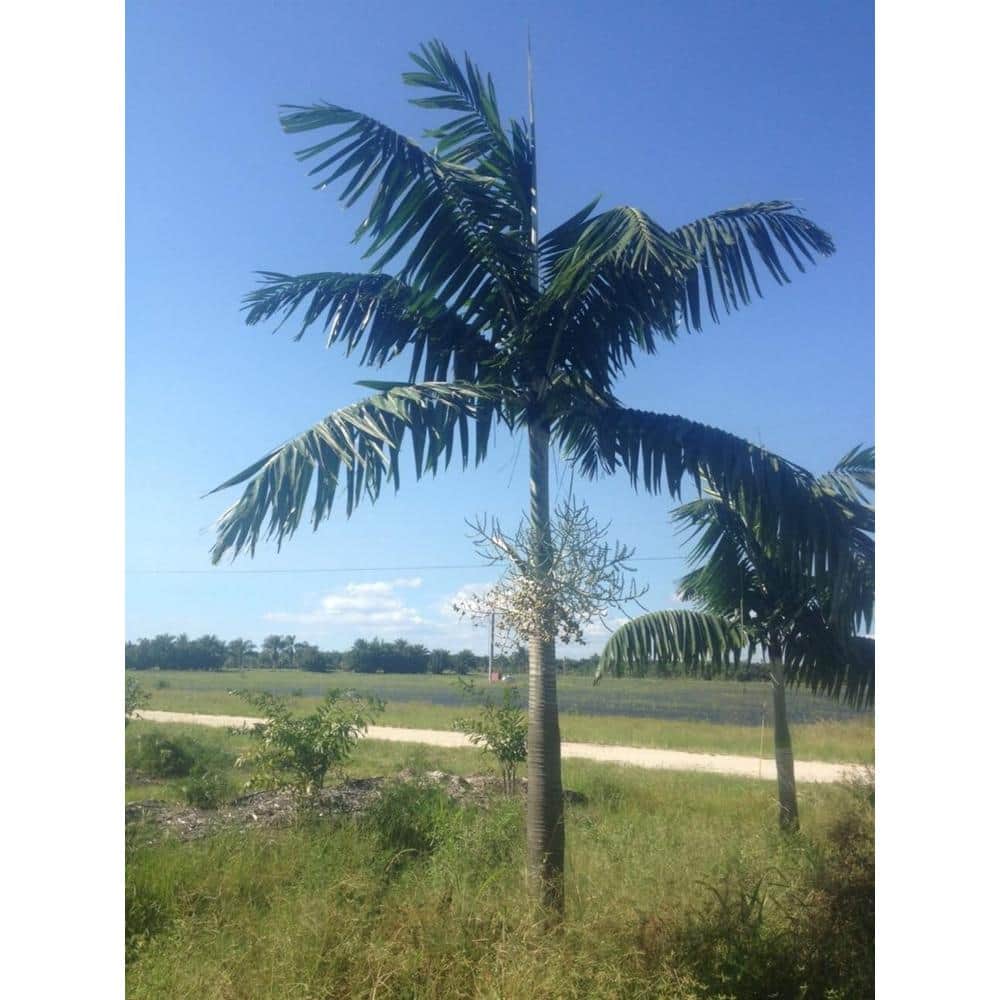 Montgomery Palm Live Plant in 3 Gallon Growers Pot