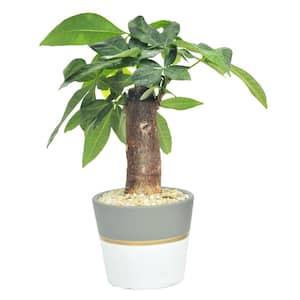 Petite Picus Bonsai Indoor Plant in 4.75 in. Ceramic Pot, Avg. Shipping Height 10 in. Tall