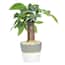 https://images.thdstatic.com/productImages/3c033460-58e7-45bf-af94-23c14ec668d2/svn/costa-farms-bonsai-trees-co-bfo04-3-wht-64_65.jpg