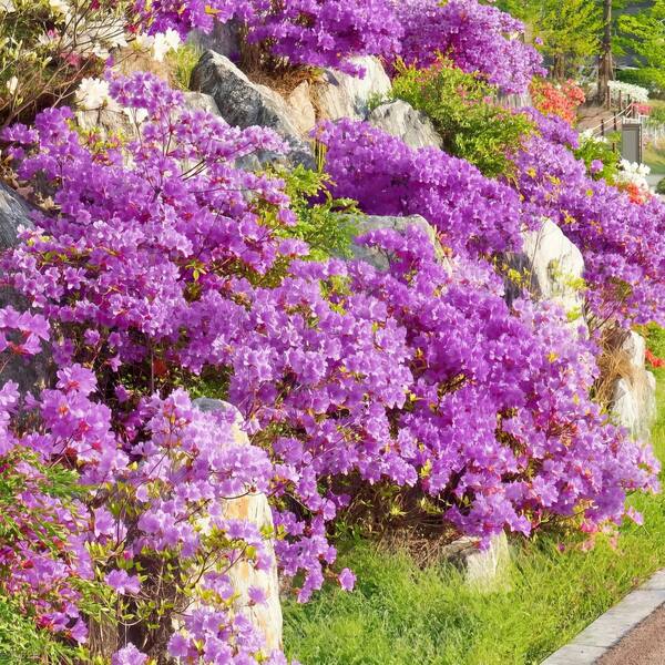 national PLANT NETWORK 1 gal. Azalea Elsie Lee Shrub with Purple