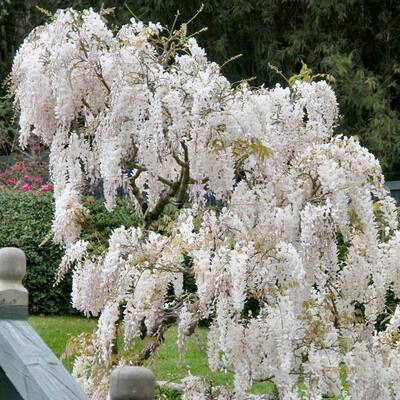 Gurney's Seed and Nursery Purple Flowering Blue Moon Wisteria Vine Accent  Shrub in 2.5-Quart Pot in the Shrubs department at