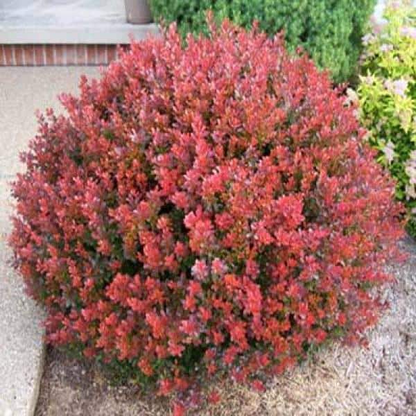 Online Orchards 1 Gal. Crimson Pygmy Dwarf Japanese Barberry Shrub Rich  Purple Foliage, Compact Growth, Beautiful Red Berries SBBB001 - The Home  Depot