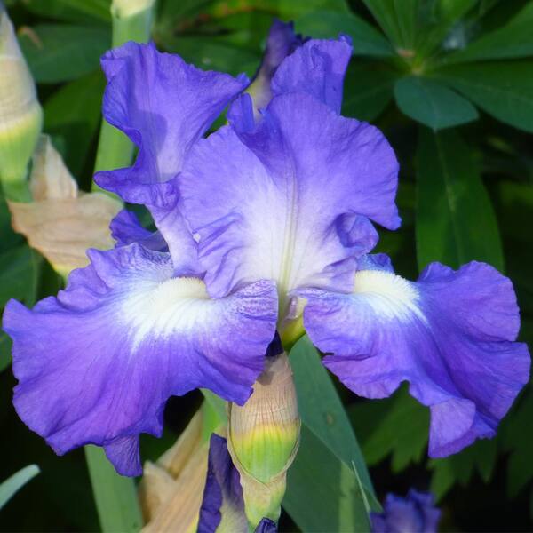 Artificial Bearded Iris in Violet Blue - 32