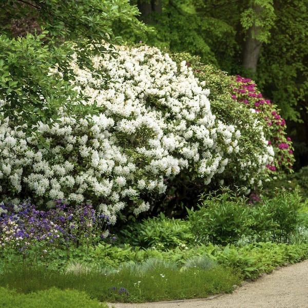 national PLANT NETWORK 1 Gal. Floramore Azalea White Shrub with
