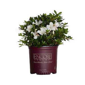 1 Gal. Autumn Ivory Shrub with Bright White Reblooming Flowers
