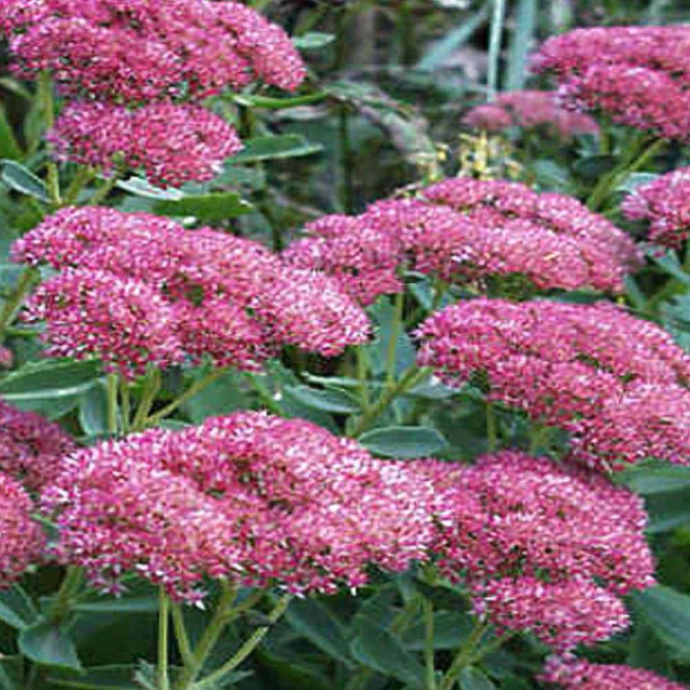 Vigoro 2.5 Qt. Autumn Fire Sedum Plant 1004884193 - The Home Depot
