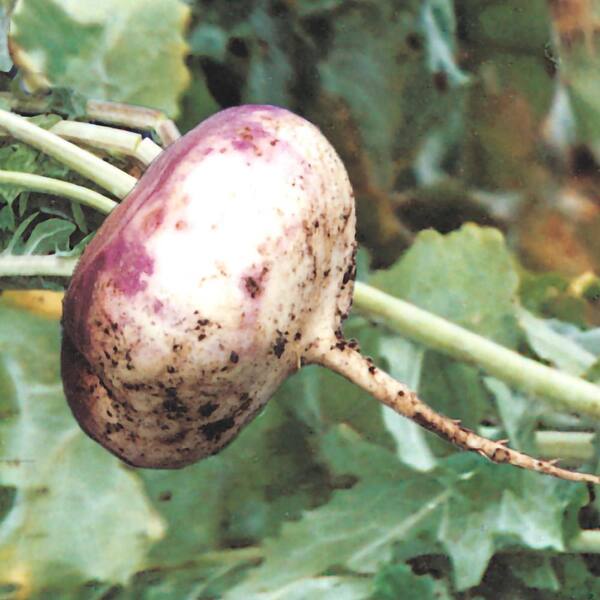 Tiny Veggies™ Turnips for Sale