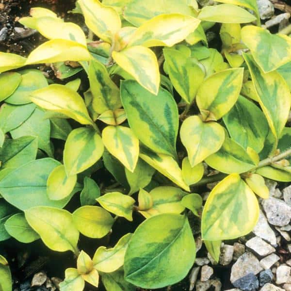 Unbranded 3.5 in. Variegated Loosetrife Creeping Jenny Plant