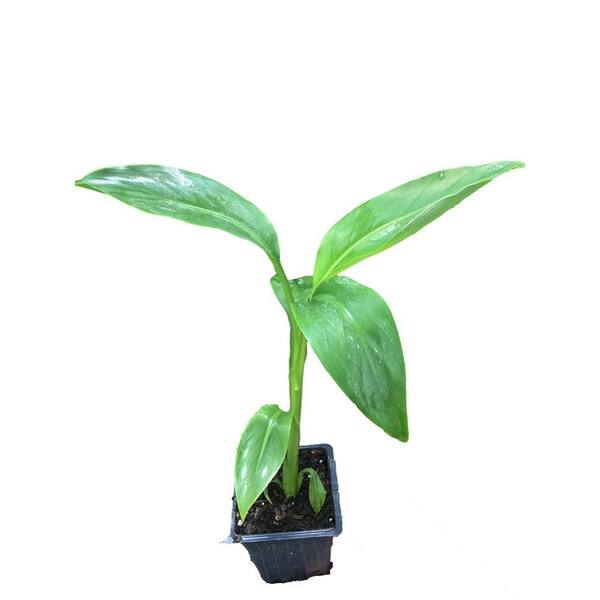 2 Hardy Musa Basjoo Banana Trees - Cold Tolerant Tropical Plants In 4 Inch Pots