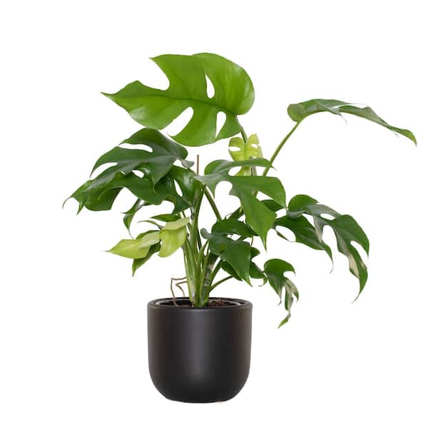 national PLANT NETWORK 5 in. Black Bowl Planter with a 4" Monstera Ginny Plant - 1 Piece