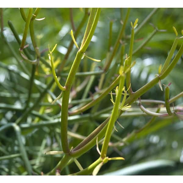 Wekiva Foliage Pencil Cactus-Live Plant in an 8 Inch Pot-Euphorbia Tirucalli-Beautiful  Indoor Succulent Houseplant PenCac8x1 - The Home Depot