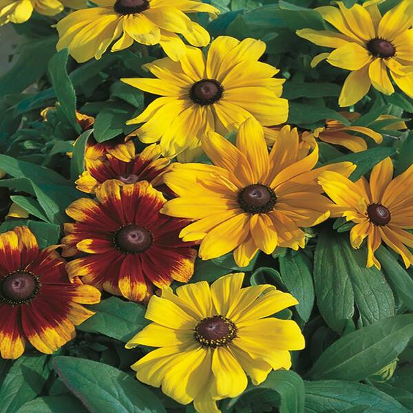 11 in. BlackEyed Susan Plant 2125 The Home Depot
