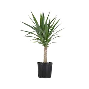 Yucca Cane Plant in 9.25 in. Grower Pot