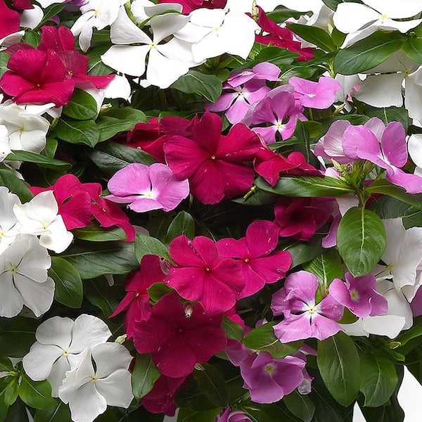 ALTMAN PLANTS 4.4-Pint Mixed Periwinkle Plant (12-Pack) 1005 - The