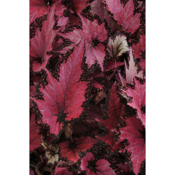 national PLANT NETWORK 6 in. Jurassic Pink Shades Rex Begonia Plants in Grower Containers 2-Piece