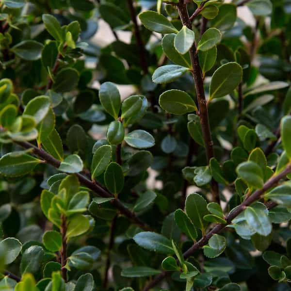 2.5 Gal - Compacta Japanese Holly(Ilex), Live Evergreen Shrub