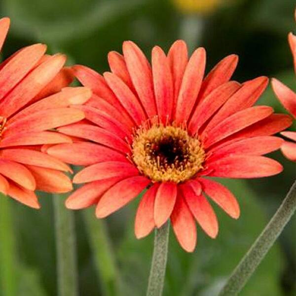 Southern Living Plant Collection 2 Gal. Orange Drakensberg Daisy With Light Centered Blooms, Live Perennial Plant