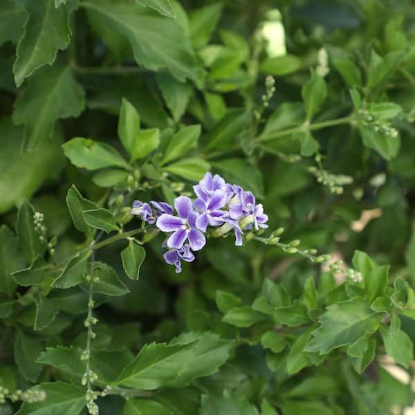 ALTMAN PLANTS Lone Star Growers 8 qt. Skyflower shrub (Duranta