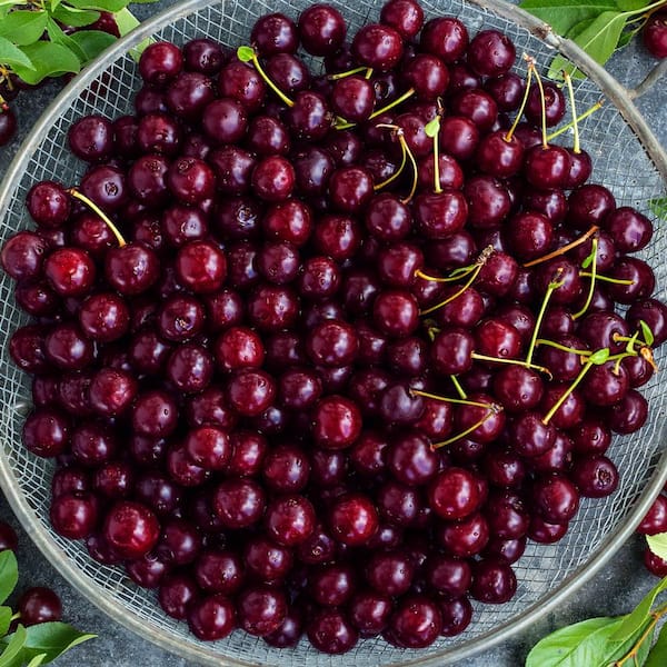 Gurney's Juliet Dwarf Bush Cherry Dormant Bare Root Fruiting Plant (1-Pack)