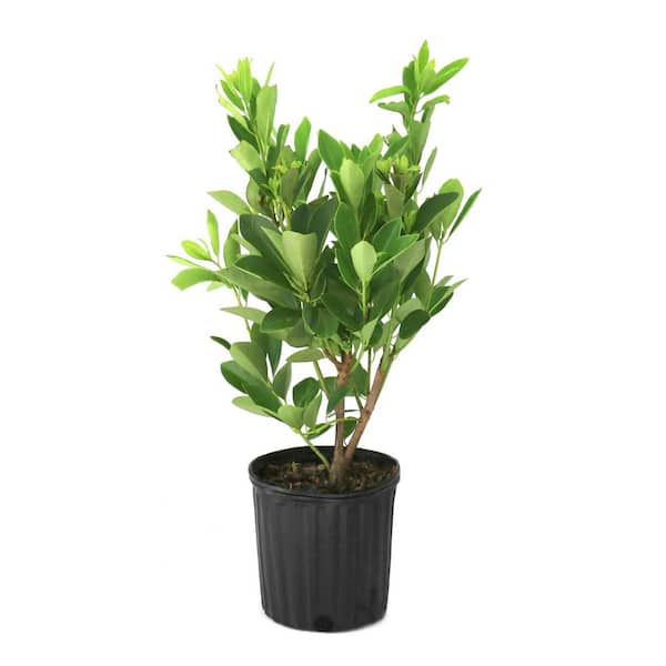 1 Gal. Illicium Parviflorum Forest Green Anise Shrub