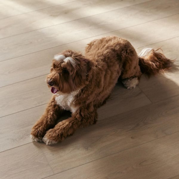 Malibu Wide Plank French Oak Lombard 20 MIL 9.1 in. x 60 in. Click