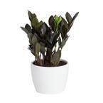 Trending Tropical Raven ZZ Indoor Plant in 6 in.  Pot, Avg. Shipping Height 10 in. Tall