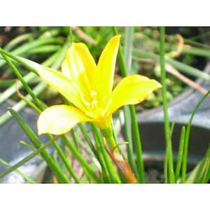 4 in. Yellow Rain Lily Potted Bog/Marginal Pond Plant