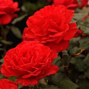 Drop Dead 24 in. Tall Tree Rose, Live Bareroot Plant, Red Color Flowers (1-Pack)