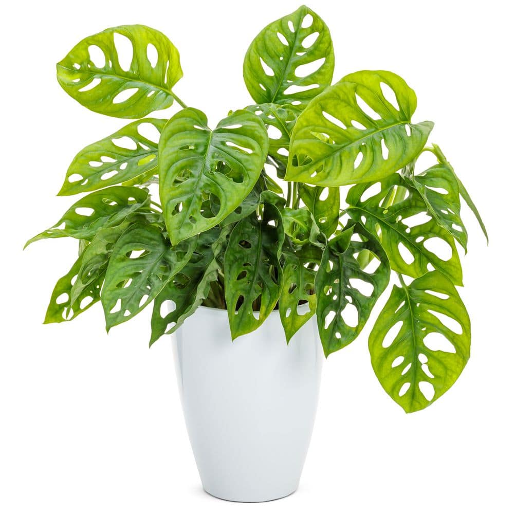 葉 Monstera LEAFJOY Mysteria Monstera Swiss Cheese Plant in 5 in. White