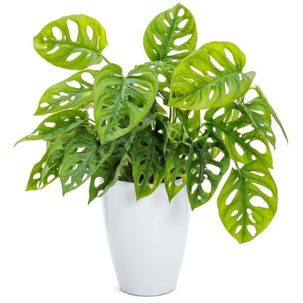 Mysteria Monstera Swiss Cheese Plant in 5 in. White Ceramic Container