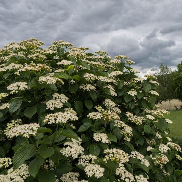Spring Hill Nurseries 2.25 Gal. Pot Nannyberry Viburnum, Live Deciduous Flowering Shrub (1-Pack)