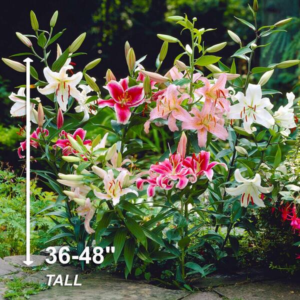 Garden State Bulb 14/16cm, Oriental Lily Mixed Flower Bulbs (Bag