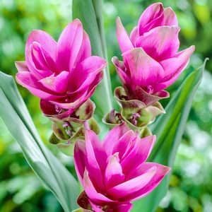 Pink Siam Tulip (Curcuma) Bulbs, Pink Colored Flowers (3-Pack)
