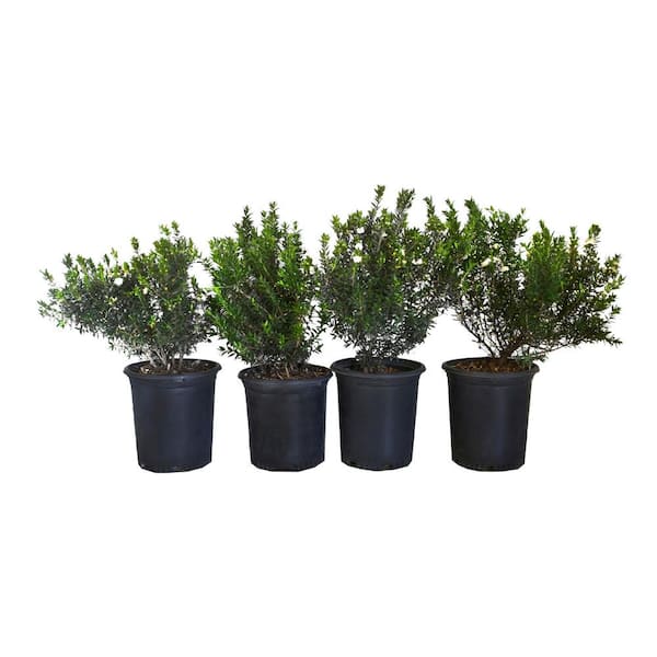 Alder & Oak #1 ContainerCompact Myrtle Shrub  (4-Pack)