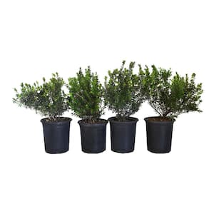 #1 ContainerCompact Myrtle Shrub  (4-Pack)