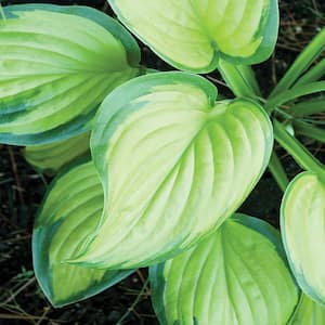 1 Gal. Stained Glass Hosta Plant