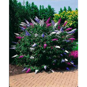 4 in. Pot Multi-Colored Butterfly Bush (Buddleia) Live Deciduous Plant Red White and Purple Flowers (1-Pack)