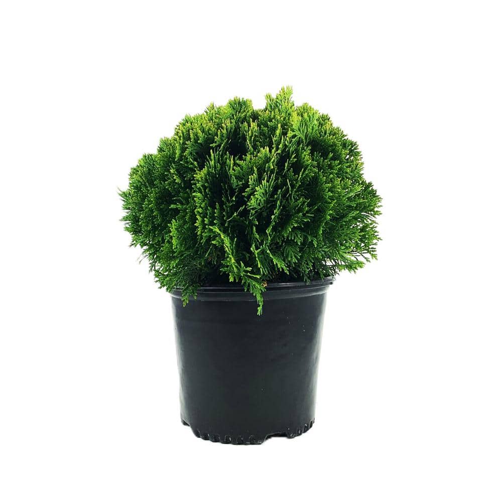 2.25 Gal. Thuja Danica Globe Arborvitae Evergreen Shrub (1 each