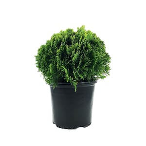 2.25 Gal. Thuja Danica Globe Arborvitae Evergreen Shrub (1 each)