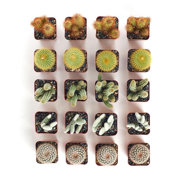 Shop Succulents 2 in. Cactus Collection(Collection of 20) C20 - The Home  Depot