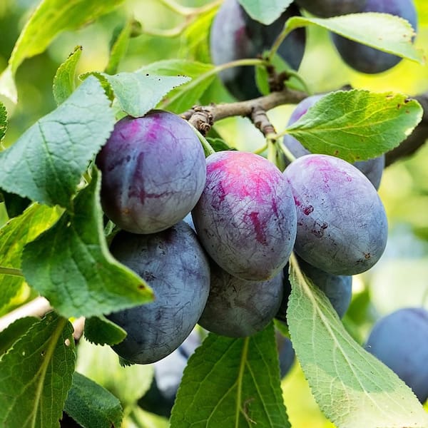 Unbranded 7 gal. Morris Plum Fruit Tree
