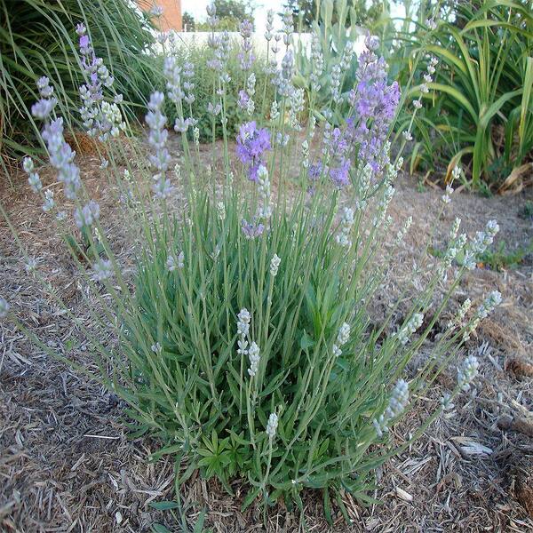 OnlinePlantCenter 1 gal. English Lavender Plant